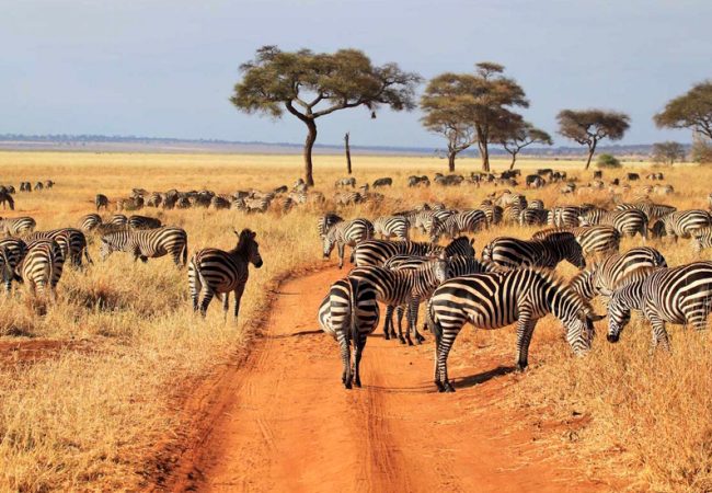 Tanzania-safari_serengeti